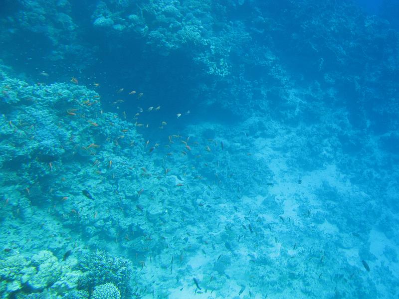 Sharm-el-Sheikh 156.jpg - Coral reef - Rifes de Coral - Korallenriff
Sharm-el-Sheikh Egypt - Egipto